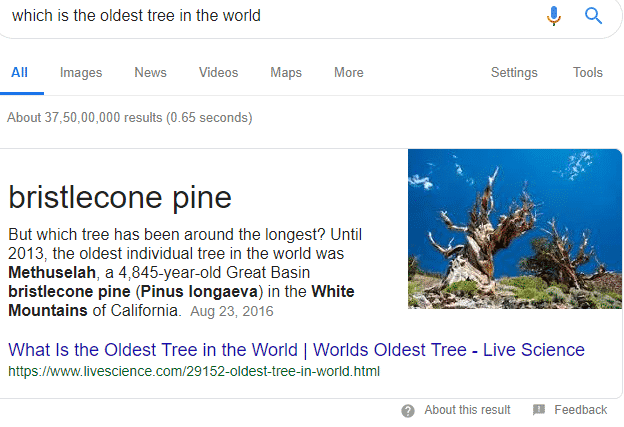 oldest tree